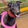 Champion Greyhound Xylia Allen at Geelong Tonight