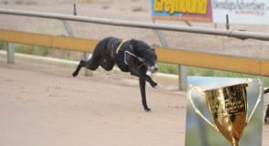 Geelong Cup Heats Preview: Max Ready to Cut Loose!