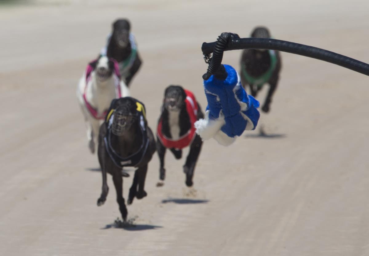 IMPORTANT GEELONG TRIALS UPDATE Geelong Greyhound Racing Club