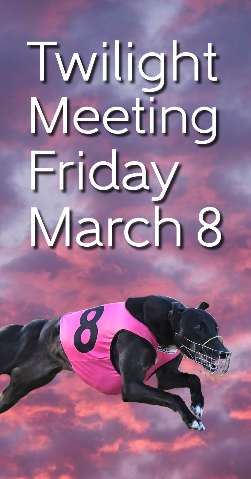 Friday 8th March Twilight Meet Geelong Greyhound Racing Club