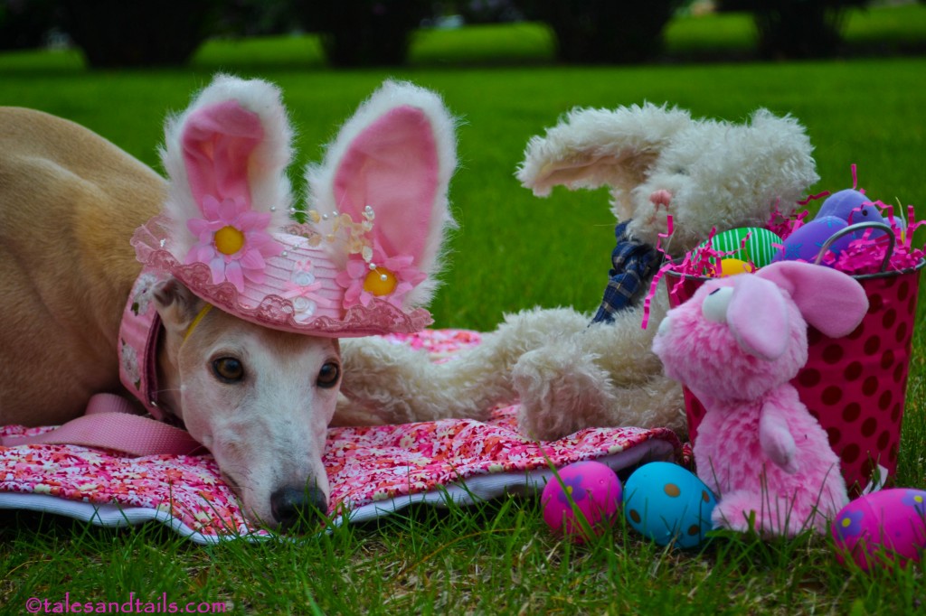 Easter Greyhound