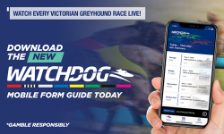 Watch Every Victorian Greyhound Race Live!