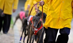 GRV ALERT: INTERSTATE MOVEMENT OF GREYHOUNDS