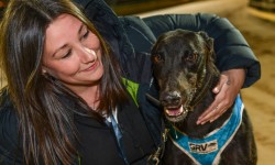 Greyhound Racing Welfare