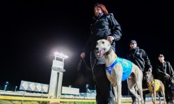 Economic Benefits of Greyhounds to local community