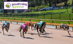 Greyhound racing’s $100K Good Friday Appeal mission
