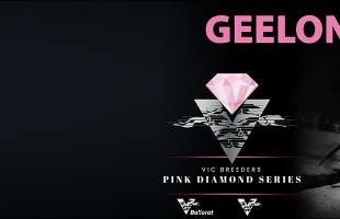 Geelong Pink Diamond Events